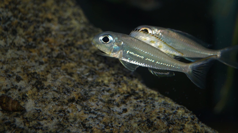 Xenotilapia ornatipinnis 'Burundi'